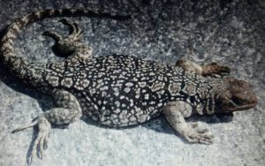 Lagartija Yachanana